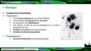 Toxoplasmosis
 Etiología
 Estadios Extra intestinales
 Taquizoitos:
 Tiene formasemilunar con un extremo afilado
 Tamaño 4-8 um de largo por 2-4 um de ancho.
 Se reproducen por endodiogenia
 Con Giemsa se tiño de azul el protoplasma y el núcleo
paracentral de rojo
 Sensibles a la acción de los jugos gástricos
 Sensible a los Quimioterapeuticos
 Pseudoquistes:
 Cúmulo de taquizoítos en la célula parasitada
Parasitosis Humana Botero 5ª Edición. septiembre 18, 2012 Libros Edición 2012
 