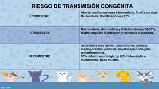 RIESGO DE TRANSMISIÓN CONGÉNITA 
I TRIMESTRE 
Aborto, malformaciones (Anencefalia, Atrofia cortical, 
Microcefalia, Calcificaciones) 17% 
II TRIMESTRE 
Macrocefalia, Hidrocefalia y Calcificaciones, 20-30%. 
Madre adquiere la infección y transmite el parásito. 
III TRIMESTRE 
Se produce mas daños (convulsiones, paresia, 
meningocefalia, parálisis, hepatoesplenomegalia, 
reticoriorrenitis). 
50% defecto neurológico y 26% hidrocefalia o 
microcefalia, bebe muerto. 
 