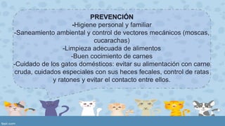 PREVENCIÓN 
-Higiene personal y familiar 
-Saneamiento ambiental y control de vectores mecánicos (moscas, 
cucarachas) 
-Limpieza adecuada de alimentos 
-Buen cocimiento de carnes 
-Cuidado de los gatos domésticos: evitar su alimentación con carne 
cruda, cuidados especiales con sus heces fecales, control de ratas 
y ratones y evitar el contacto entre ellos. 
 