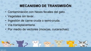 MECANISMO DE TRANSMISIÓN 
• Contaminación con heces fecales del gato. 
• Vegetales sin lavar. 
• Ingestión de carne cruda o semi-cruda. 
• Vía transplacentaria. 
• Por medio de vectores (moscas, cucarachas). 
 