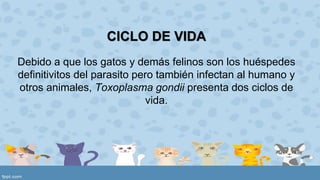 CICLO DE VIDA 
Debido a que los gatos y demás felinos son los huéspedes 
definitivitos del parasito pero también infectan al humano y 
otros animales, Toxoplasma gondii presenta dos ciclos de 
vida. 
 
