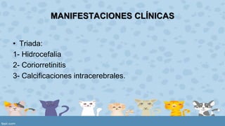 MANIFESTACIONES CLÍNICAS 
• Triada: 
1- Hidrocefalia 
2- Coriorretinitis 
3- Calcificaciones intracerebrales. 
 