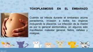 TOXOPLASMOSIS EN EL EMBARAZO 
Cuando se infecta durante el embarazo acurre 
parasitemia, invasión a todos los órganos 
incluyendo la placenta. La infección de la madre 
es por lo general asintomática, en algunos solo 
manifiestan malestar general, fiebre, cefalea y 
mialgias. 
 
