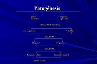 PatogénesisPatogénesis
quistesquistes ooquistesooquistes
bradizoitos esporozoitosbradizoitos esporozoitos
células epiteliales intestinalescélulas epiteliales intestinales
vasos sanguíneosvasos sanguíneos N. linfáticosN. linfáticos
Linf. T CD8Linf. T CD8
CitoquinasCitoquinas IFN gammaIFN gamma
Linf. T CD4Linf. T CD4
Inmunidad celularInmunidad celular Inmunidad humoralInmunidad humoral
Células asesinasCélulas asesinas
 