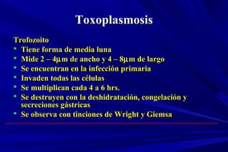 TrofozoitoTrofozoito
 Tiene forma de media lunaTiene forma de media luna
 Mide 2 – 4Mide 2 – 4µµm de ancho y 4 – 8m de ancho y 4 – 8µµm de largom de largo
 Se encuentran en la infección primariaSe encuentran en la infección primaria
 Invaden todas las célulasInvaden todas las células
 Se multiplican cada 4 a 6 hrs.Se multiplican cada 4 a 6 hrs.
 Se destruyen con la deshidratación, congelación ySe destruyen con la deshidratación, congelación y
secreciones gástricassecreciones gástricas
 Se observa con tinciones de Wright y GiemsaSe observa con tinciones de Wright y Giemsa
ToxoplasmosisToxoplasmosis
 