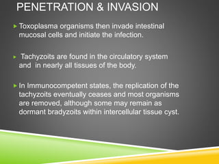 PENETRATION & INVASION
 Toxoplasma organisms then invade intestinal
mucosal cells and initiate the infection.
 Tachyzoits are found in the circulatory system
and in nearly all tissues of the body.
 In Immunocompetent states, the replication of the
tachyzoits eventually ceases and most organisms
are removed, although some may remain as
dormant bradyzoits within intercellular tissue cyst.
 