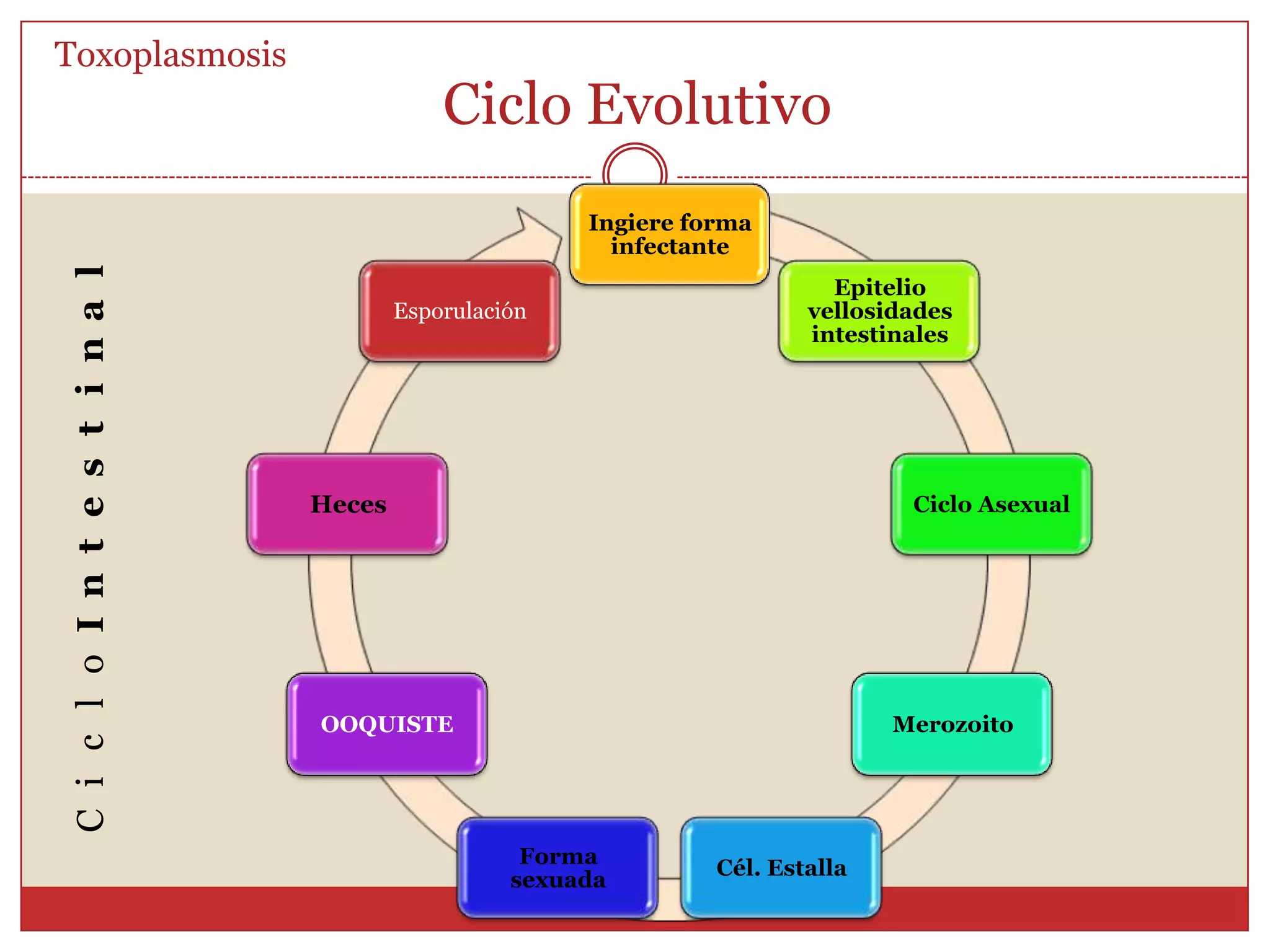 Toxoplasma gondii; TaquizoítoToxoplasmosisAspecto semilunar o en arco de 3 x 5 um aprox.	Polo anterior aguzado, 1 cara convexa y otra cóncavaConoide: perfora la membrana de célula huéspedGranulososmofilosAp. GolgiRERConoideRoptriesMitocondriaUltraestructuraToxoplasma gongii