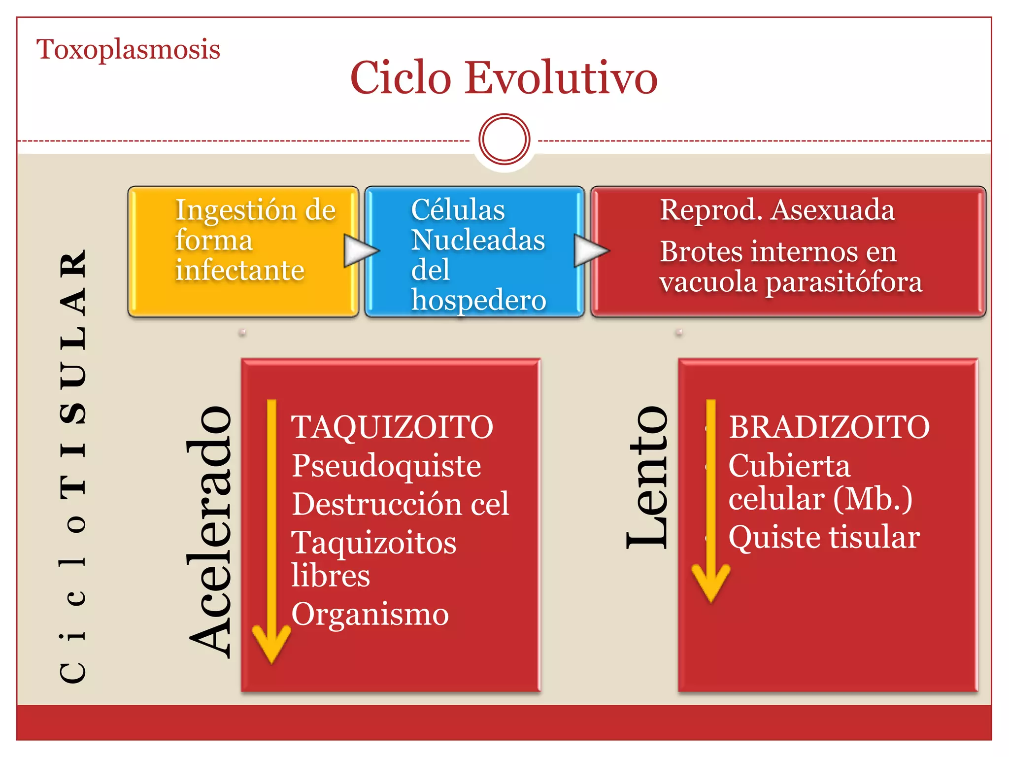 Ciclo Biológico