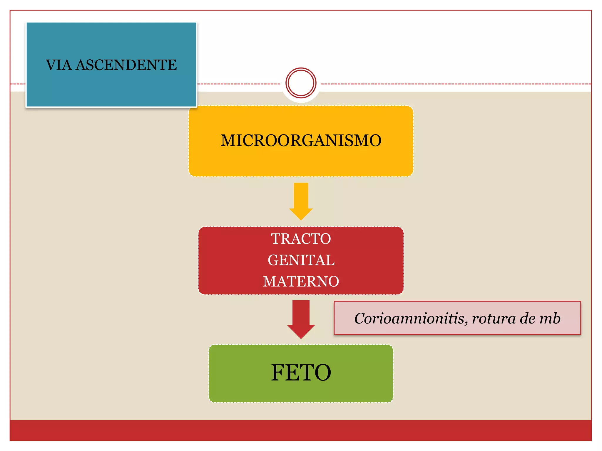 Formas infección neonatalFormas en que el agente  que produce el síndrome accede al fetoMICROORGANISMOVía hematógenaTORRENTE CIRCULATORIO MATERNOSFETO