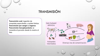 TRANSMISIÓN
Transmisión oral: ingestión de
ovoquistes esporulados y quistes histicos
Transmisión por sangre u órganos
Transmisión transplacentaria: se
transmite el parasito desde la madre al
feto
 