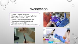 DIAGNOSTICO
 Tejidos y líquidos corporales
 Serología: detecta anticuerpos IgG e IgM
 Diagnostico molecular: PCR
 Adulto y niño inmunocompetente: IgM
 Hospedador inmunodeficiente: IgG
 Infección congénita: PCR
 Toxoplasmosis ocular: cuantificación de IgG
 