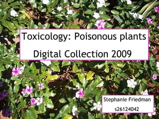 Toxicology: Poisonous plants Digital Collection 2009 Stephanie Friedman  s26124042 