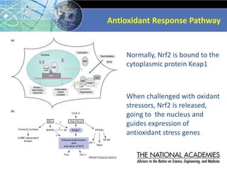 Normally, Nrf2 is bound to the
cytoplasmic protein Keap1
Antioxidant Response Pathway
When challenged with oxidant
stressors, Nrf2 is released,
going to the nucleus and
guides expression of
antioxidant stress genes
 