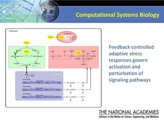 Nrf2
Maf
Nrf2-Maf
ARE(GR)
Nrf2-Maf
-ARE(GR)
Φ
GRon
GRoff GR mRNA
Φ Φ
GR
GCLon
GCLoff GCL mRNA GCL
Φ Φ
Nrf2-Maf
-ARE(GCL)
ARE(GCL)
Nrf2-Maf
HO-1on
HO-1off HO-1 mRNA
Φ Φ
Nrf2-Maf
-ARE(HO-1)
ARE(HO-1)
Nrf2-Maf
Catalase
H2O
O2
Cytosol
Peroxisome
Nucleus
GSH GSSG
GPx export
export
GR
r-GC
GS
GCL
NADP NADPH
G6PD
H2O
Nrf2
Nrf2-Keap1o
Nrf2-Keap1
Keap1o
Keap1
Keap1o
Keap1
Φ Φ
Φ
Syn
HO-1
H2O2
H2O2
H2O2
H2O2
H2O2
+ +
Feedback controlled
adaptive stress
responses govern
activation and
perturbation of
signaling pathways
Computational Systems Biology
 