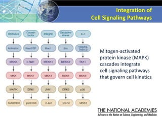 Mitogen-activated
protein kinase (MAPK)
cascades integrate
cell signaling pathways
that govern cell kinetics
Integration o...