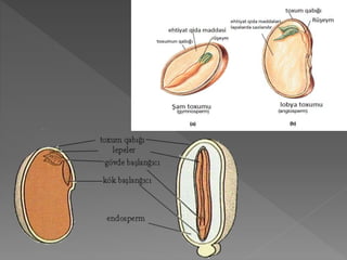 Toxum toxumun qurulusu