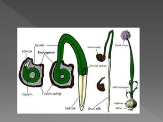 Toxum toxumun qurulusu