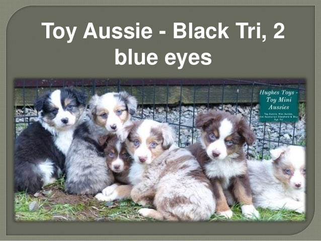 black tri toy aussie