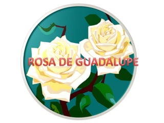ROSA DE GUADALUPE 