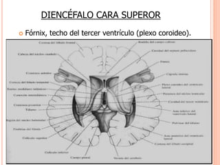 DIENCÉFALO CARA SUPEROR 
 Fórnix, techo del tercer ventrículo (plexo coroideo). 
 