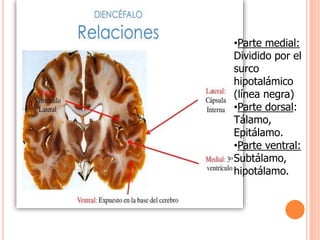 •Parte medial: 
Dividido por el 
surco 
hipotalámico 
(línea negra) 
•Parte dorsal: 
Tálamo, 
Epitálamo. 
•Parte ventral: 
Subtálamo, 
hipotálamo. 
 