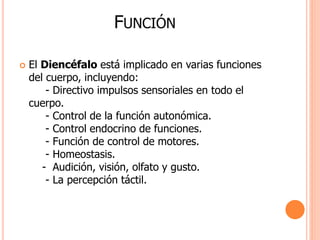 FUNCIÓN 
 El Diencéfalo está implicado en varias funciones 
del cuerpo, incluyendo: 
- Directivo impulsos sensoriales en todo el 
cuerpo. 
- Control de la función autonómica. 
- Control endocrino de funciones. 
- Función de control de motores. 
- Homeostasis. 
- Audición, visión, olfato y gusto. 
- La percepción táctil. 
 