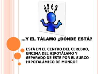 …Y EL TÁLAMO ¿DÓNDE ESTÁ? 
ESTÁ EN EL CENTRO DEL CEREBRO, 
ENCIMA DEL HIPOTÁLAMO Y 
SEPARADO DE ÉSTE POR EL SURCO 
HIPOTALÁMICO DE MONROE 
 