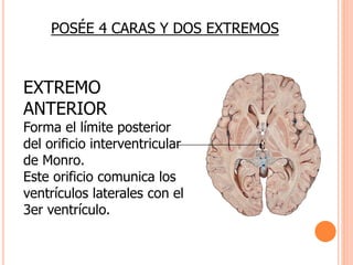 POSÉE 4 CARAS Y DOS EXTREMOS 
EXTREMO 
ANTERIOR 
Forma el límite posterior 
del orificio interventricular 
de Monro. 
Este orificio comunica los 
ventrículos laterales con el 
3er ventrículo. 
 