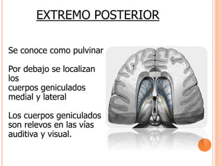 EXTREMO POSTERIOR 
Se conoce como pulvinar 
Por debajo se localizan 
los 
cuerpos geniculados 
medial y lateral 
Los cuerpos geniculados 
son relevos en las vías 
auditiva y visual. 
 