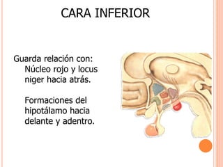CARA INFERIOR 
Guarda relación con: 
Núcleo rojo y locus 
niger hacia atrás. 
Formaciones del 
hipotálamo hacia 
delante y adentro. 
 