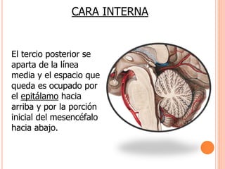 CARA INTERNA 
El tercio posterior se 
aparta de la línea 
media y el espacio que 
queda es ocupado por 
el epitálamo hacia 
arriba y por la porción 
inicial del mesencéfalo 
hacia abajo. 
 