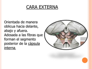 CARA EXTERNA 
Orientada de manera 
oblicua hacia delante, 
abajo y afuera. 
Adosada a las fibras que 
forman el segmento 
posterior de la cápsula 
interna. 
 
