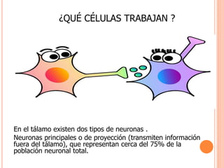 ¿QUÉ CÉLULAS TRABAJAN ? 
En el tálamo existen dos tipos de neuronas . 
Neuronas principales o de proyección (transmiten información 
fuera del tálamo), que representan cerca del 75% de la 
población neuronal total. 
 