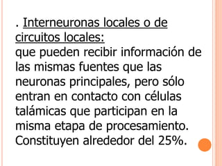 . Interneuronas locales o de 
circuitos locales: 
que pueden recibir información de 
las mismas fuentes que las 
neuronas principales, pero sólo 
entran en contacto con células 
talámicas que participan en la 
misma etapa de procesamiento. 
Constituyen alrededor del 25%. 
 