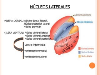 NÚCLEOS LATERALES 
HILERA DORSAL: Núcleo dorsal lateral, 
Núcleo posterior lateral 
Núcleo pulvinar. 
HILERA VENTRAL: Núcleo ventral lateral 
Núcleo ventral anterior 
Núcleo ventral posterior 
ventral intermedial 
ventroposteromedial 
ventroposterolateral 
PULVINAR 
 