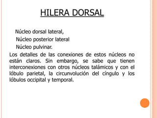 HILERA DORSAL 
Núcleo dorsal lateral, 
Núcleo posterior lateral 
Núcleo pulvinar. 
Los detalles de las conexiones de estos núcleos no 
están claros. Sin embargo, se sabe que tienen 
interconexiones con otros núcleos talámicos y con el 
lóbulo parietal, la circunvolución del cíngulo y los 
lóbulos occipital y temporal. 
 