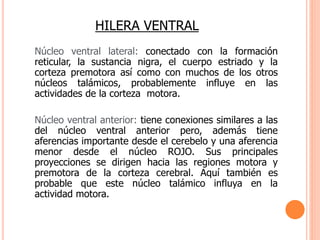 HILERA VENTRAL 
Núcleo ventral lateral: conectado con la formación 
reticular, la sustancia nigra, el cuerpo estriado y la 
corteza premotora así como con muchos de los otros 
núcleos talámicos, probablemente influye en las 
actividades de la corteza motora. 
Núcleo ventral anterior: tiene conexiones similares a las 
del núcleo ventral anterior pero, además tiene 
aferencias importante desde el cerebelo y una aferencia 
menor desde el núcleo ROJO. Sus principales 
proyecciones se dirigen hacia las regiones motora y 
premotora de la corteza cerebral. Aquí también es 
probable que este núcleo talámico influya en la 
actividad motora. 
 