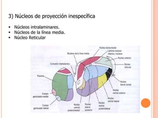 3) Núcleos de proyección inespecífica 
 Núcleos intralaminares. 
 Núcleos de la línea media. 
 Núcleo Reticular 
 