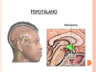 HIPOTÁLAMO 
 