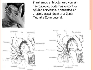 Si miramos al hipotálamo con un 
microscopio, podemos encontrar 
células nerviosas, dispuestas en 
grupos, trazándose una Zona 
Medial y Zona Lateral. 
 