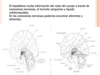 El hipotálamo recibe información del resto del cuerpo a través de 
conexiones nerviosas, el torrente sanguíneo y liquido 
cefalorraquídeo. 
En las conexiones nerviosas podemos encontrar aferentes y 
eferentes. 
 
