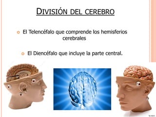 DIVISIÓN DEL CEREBRO 
 El Telencéfalo que comprende los hemisferios 
cerebrales 
 El Diencéfalo que incluye la parte central. 
 