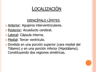 LOCALIZACIÓN 
DIENCÉFALO LÍMITES. 
 Anterior: Agujeros interventriculares. 
 Posterior: Acueducto cerebral. 
 Lateral: Cápsula interna. 
 Medial: Tercer ventrículo. 
 Dividida en una porción superior (cara medial del 
Tálamo) y en una porción inferior (Hipotálamo). 
Constituyendo dos regiones simétricas. 
 