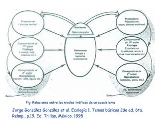 Jorge González González et al. Ecología 1. Temas básicos 2da ed, 6ta.
Relmp., p.19. Ed. Trillas, México. 1995
Fig. Relaciones entre los niveles tróficos de un ecosistema
 