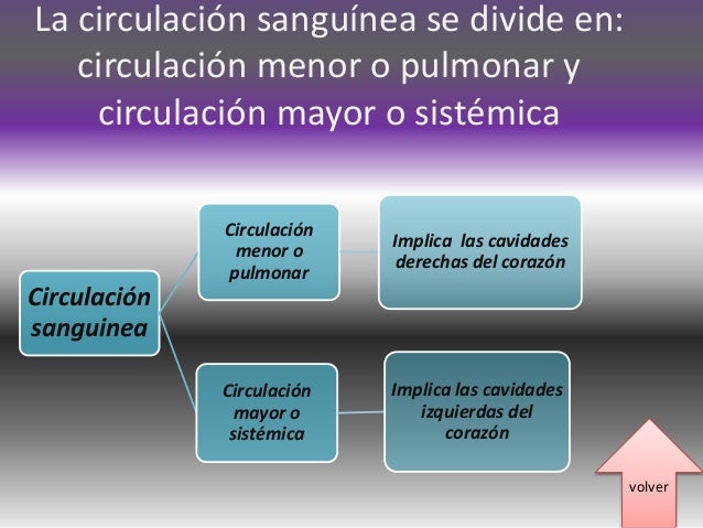 Circulacion mayor y menor