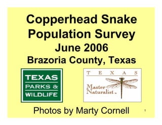 Copperhead Snake
Population Survey
      June 2006
Brazoria County, Texas




 Photos by Marty Cornell   1
 