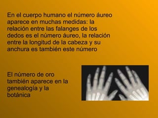 T.P Numero De Oro | PPT