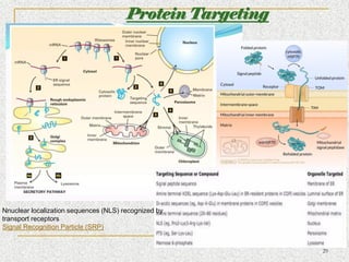 TRANSLATIONAL PROTEOMICS introduction and notes | PDF
