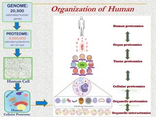 TRANSLATIONAL PROTEOMICS introduction and notes | PDF
