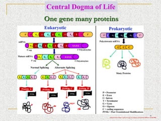 TRANSLATIONAL PROTEOMICS introduction and notes | PDF